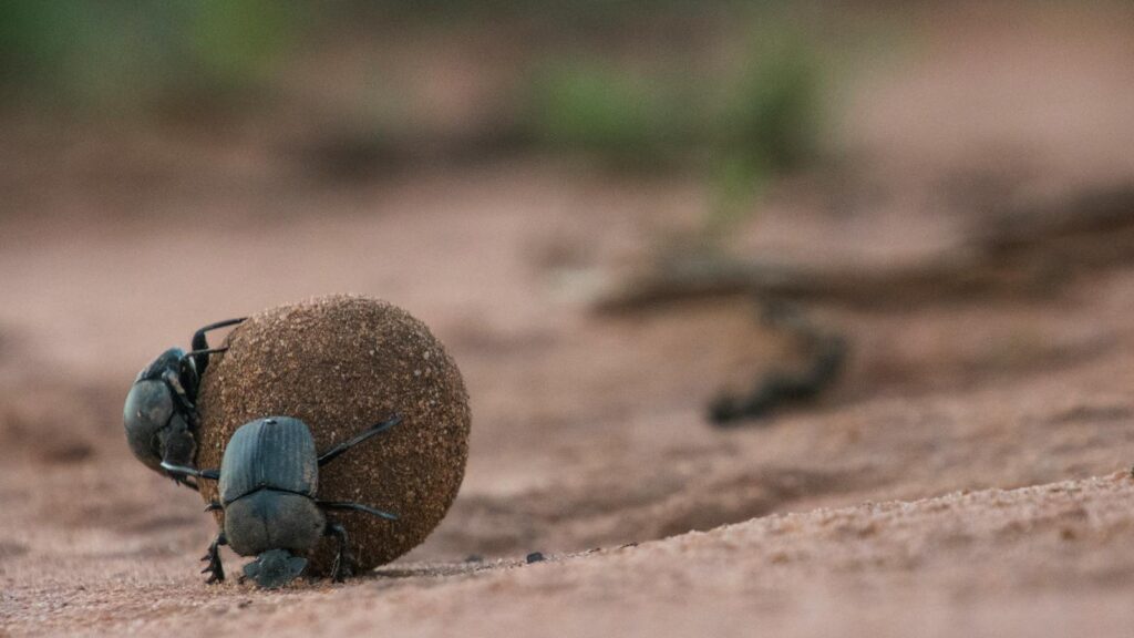 Close-up shot of dung beetles rolling a ball of dung on a sandy surface in a natural setting.
