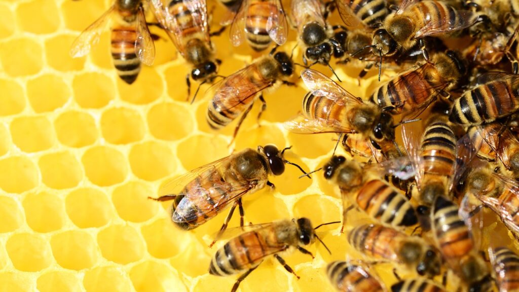 bees, hive, insects, macro, honey bees, winged insects, beehive, honey, swarm of bees, wings, stripes, brood, hymenoptera, entomology, beekeeping, close up, world bee day, yellow, bees, bees, bees, bees, honey bees, honey, honey, honey, honey, honey