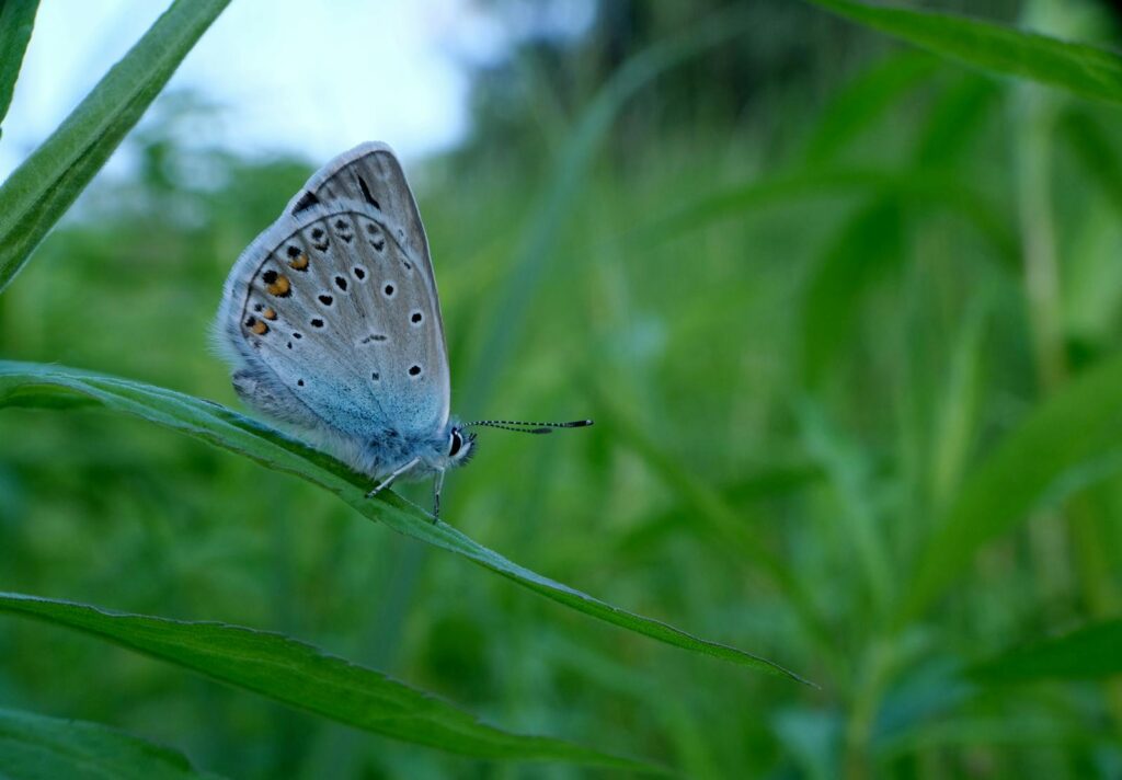 Detailed shot of a Common Blue butterfly perched on a green leaf.