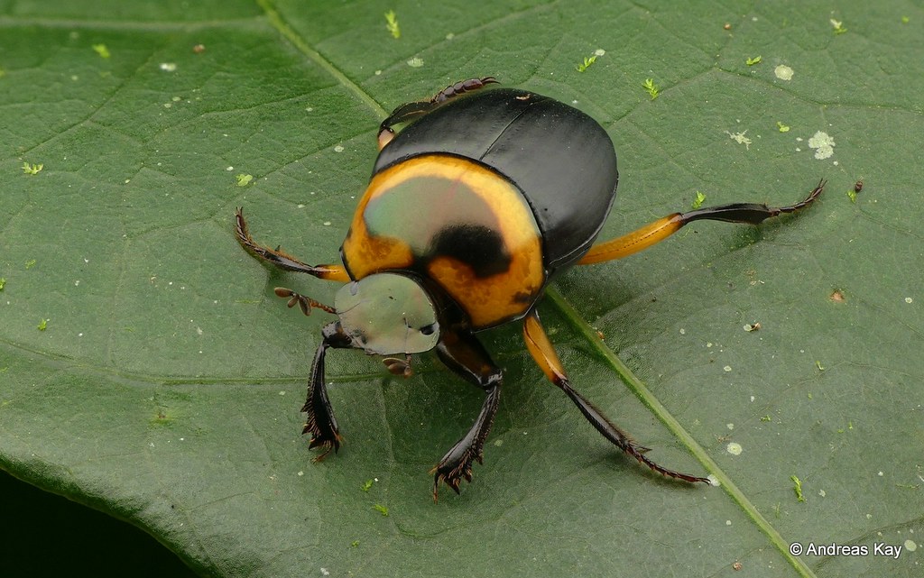 Scarab beetle on a leaf