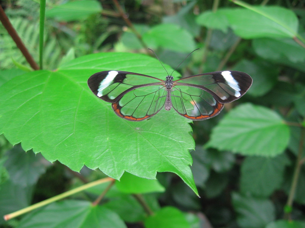 A butterfly on a green leaf
