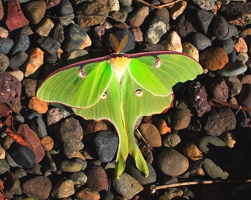 Luna moth on ocean washed rocks