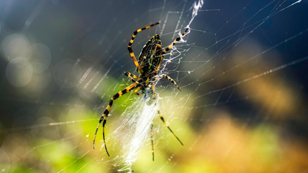 Detailed macro shot of a vibrant spider on its web, outdoors.