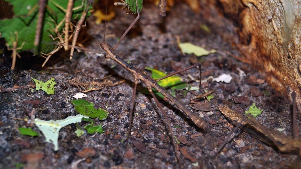 stick insect, grasshoppers, herbivores, insects, camouflaged, stick insect, stick insect, stick insect, stick insect, stick insect