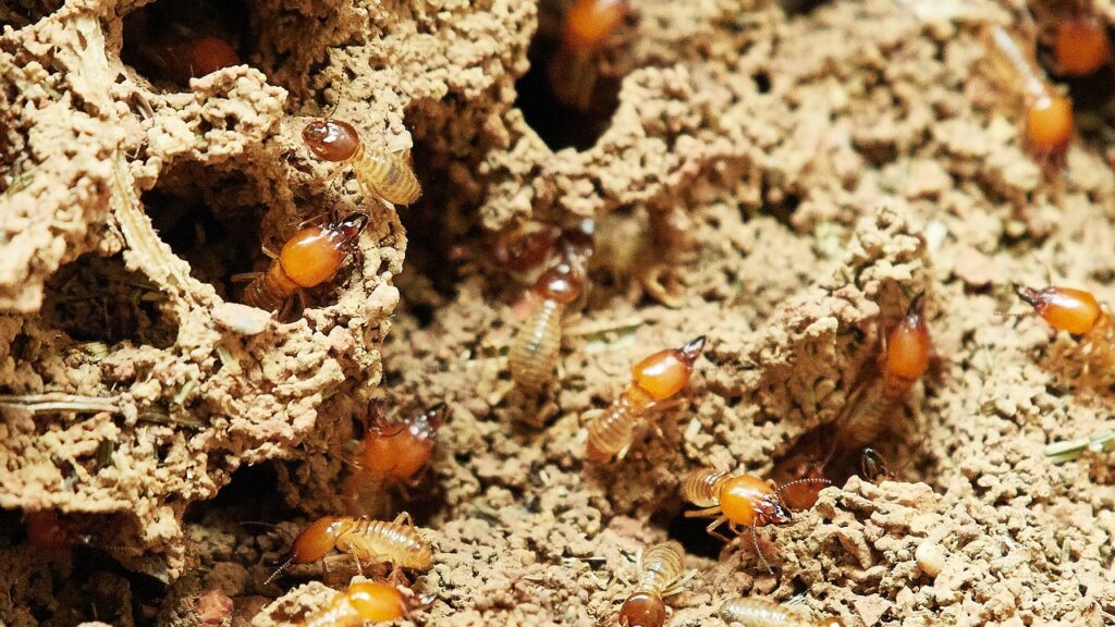termites, nature, food, insect, small, termites, termites, termites, termites, termites