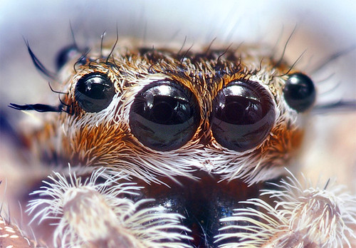 Jumping Spider Eyes at around 6:1 Magnification (Cropped)
