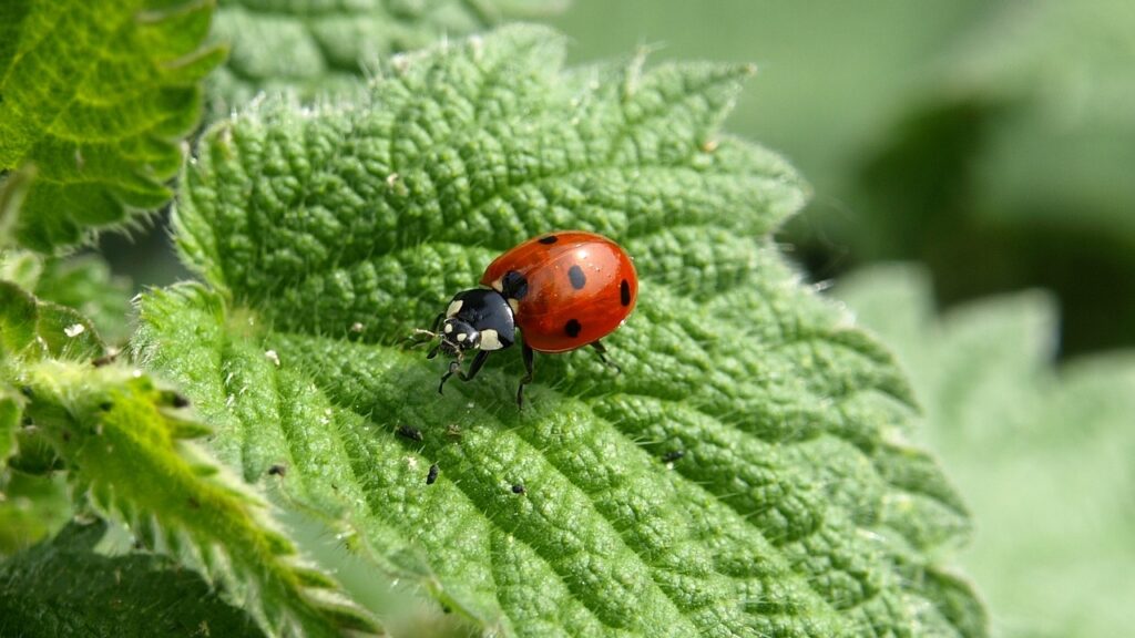 ladybug, insect, ladybird beetle, beetle, red beetle, dotted, dotted beetle, nature, leaf, fauna, animal, coccinellidae, coleoptera, animal world, close up, ladybug, ladybug, ladybug, ladybug, ladybug, beetle