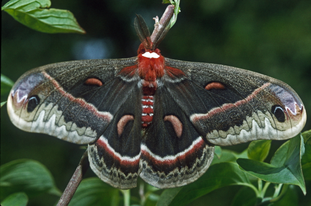 Cecropia Moth