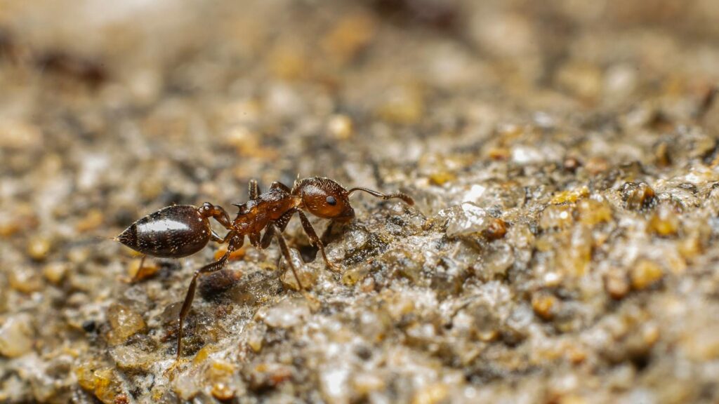 Detailed macro photography of an ant on rocky ground, showcasing natural colors and textures.