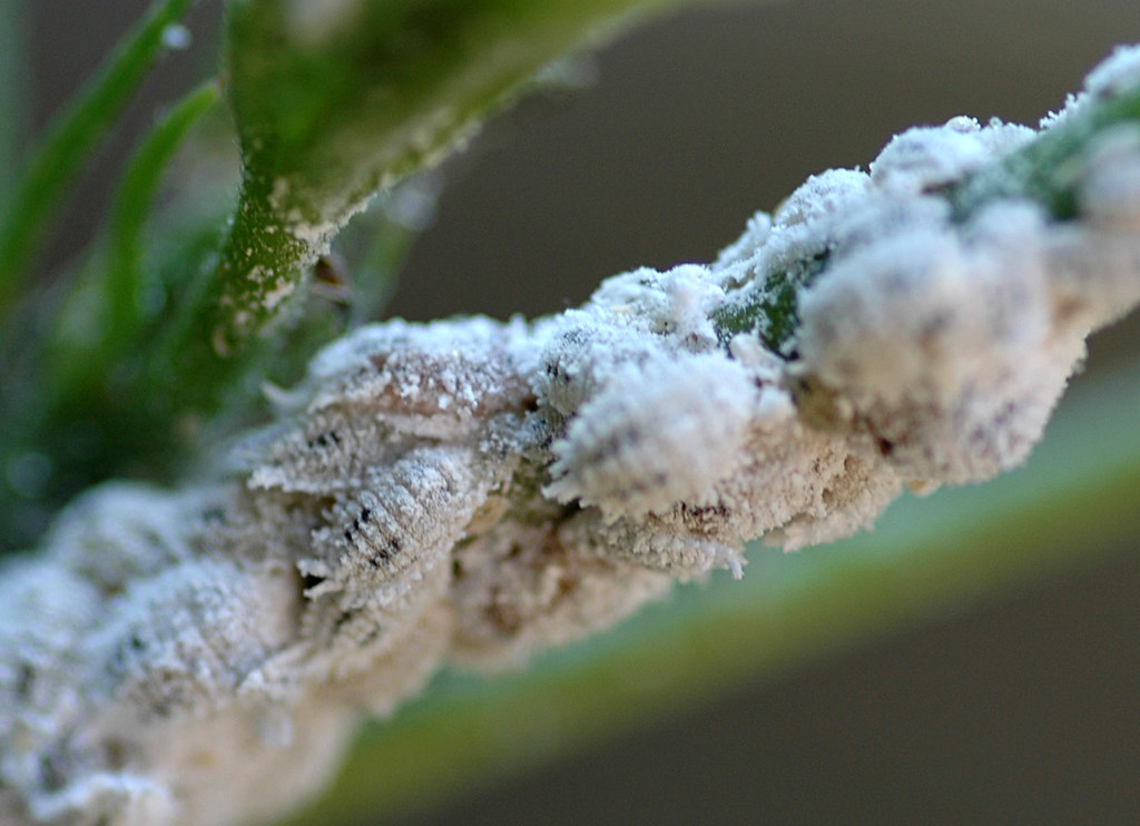 Mealybugs infestation