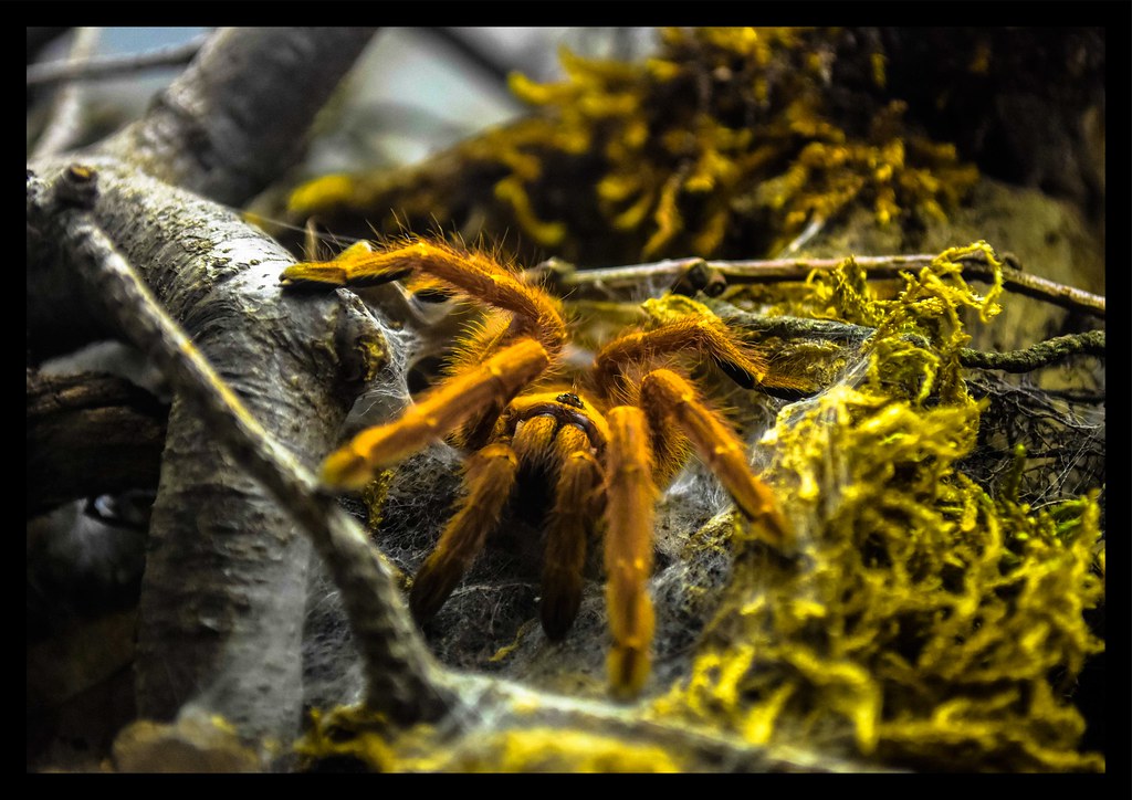 Orange Baboon Tarantula (Pterinochilus murinus)