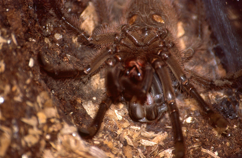 A molting Theraphosa blondi.