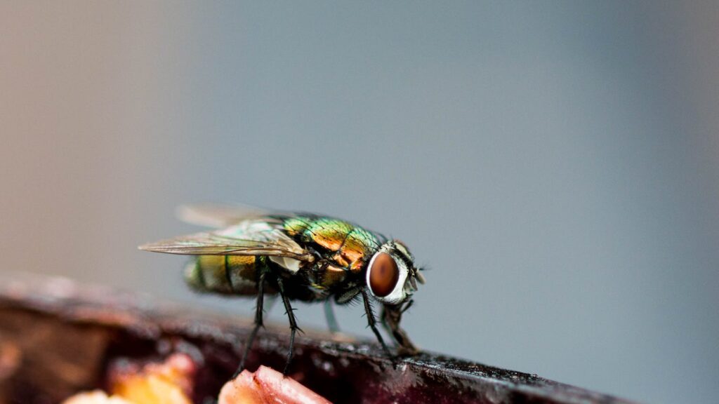 Close-up macro photo of a common housefly on food surface, showcasing vivid details.
