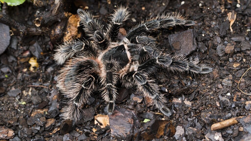 lasiodora parahybana, salmon pink, bird eater, birdeater, spider, tarantula, nature, insect, bug, animals, creepy, hairy, exotic, web, pet, poisonous, brown web