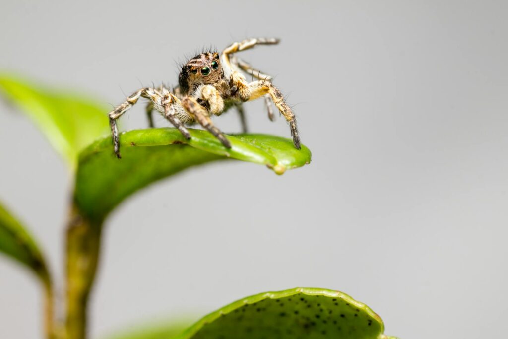 Close-up of a jumping spider perched on a green leaf, showcasing its detailed features.