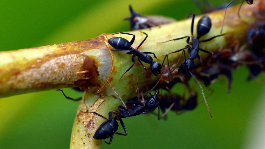 black ant, insect, garden ant, lasius niger, animalia, arthropod, ants, black ant, black ant, ants, ants, ants, ants, ants