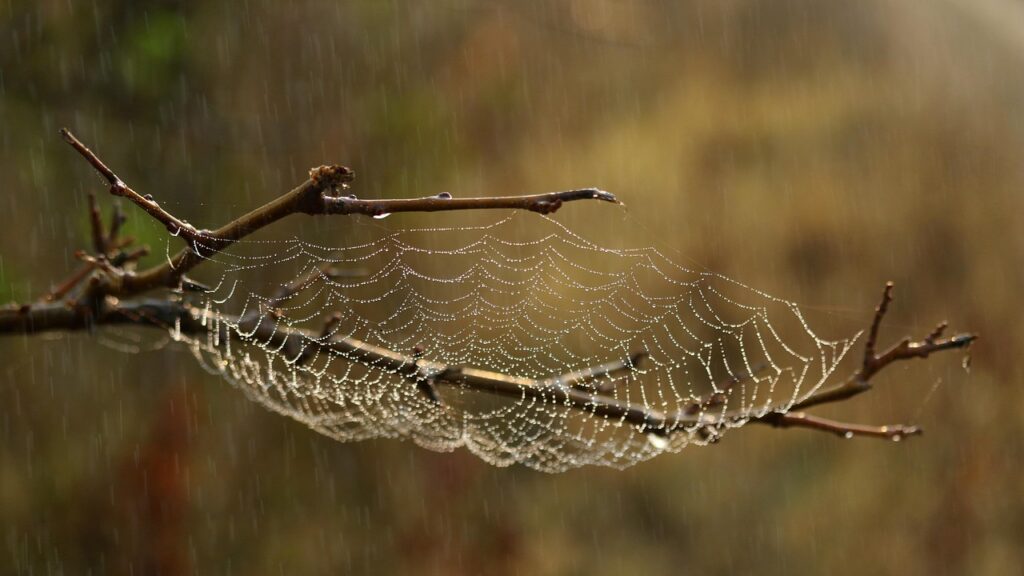 spider web, web, habitat, nature, macro, raindrops, water, wet, spider