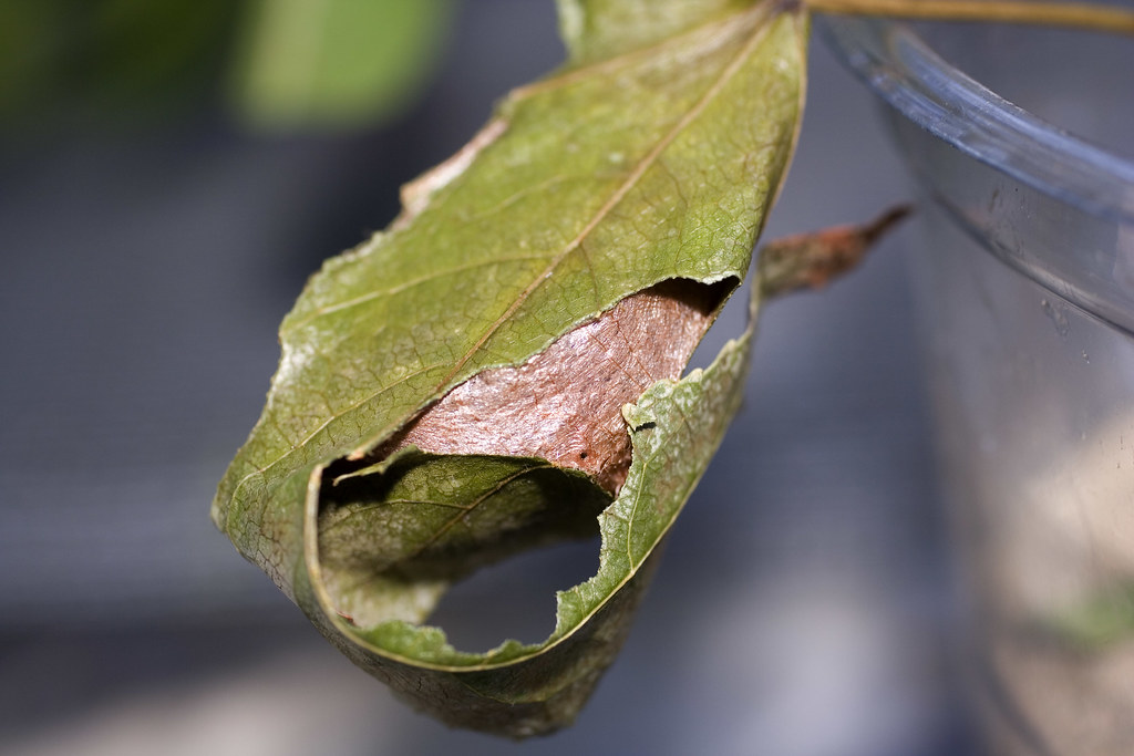 The Cocoon of a Luna moth hanging on a tree branch.