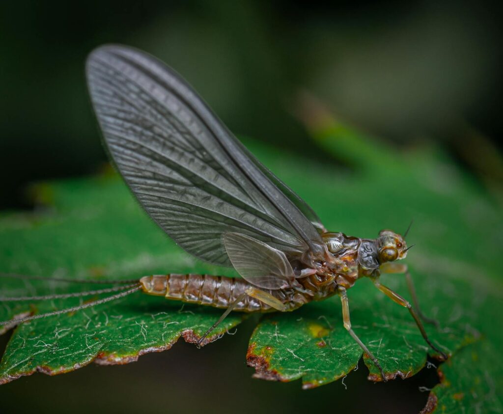 Close-up view of a mayfly perched on a green leaf, showcasing wings and detail.