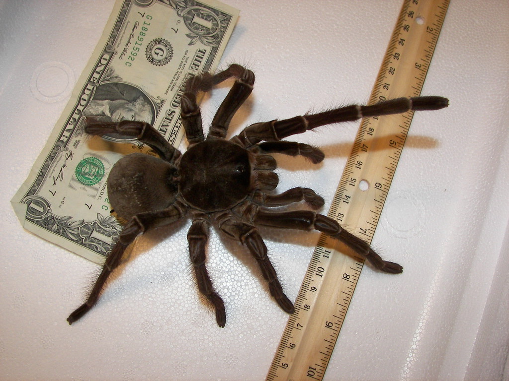 The Goliath birdeater spider on a white surface around some objects
