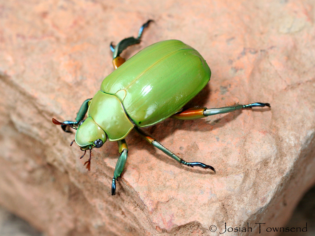 Scarab beetle on a rock