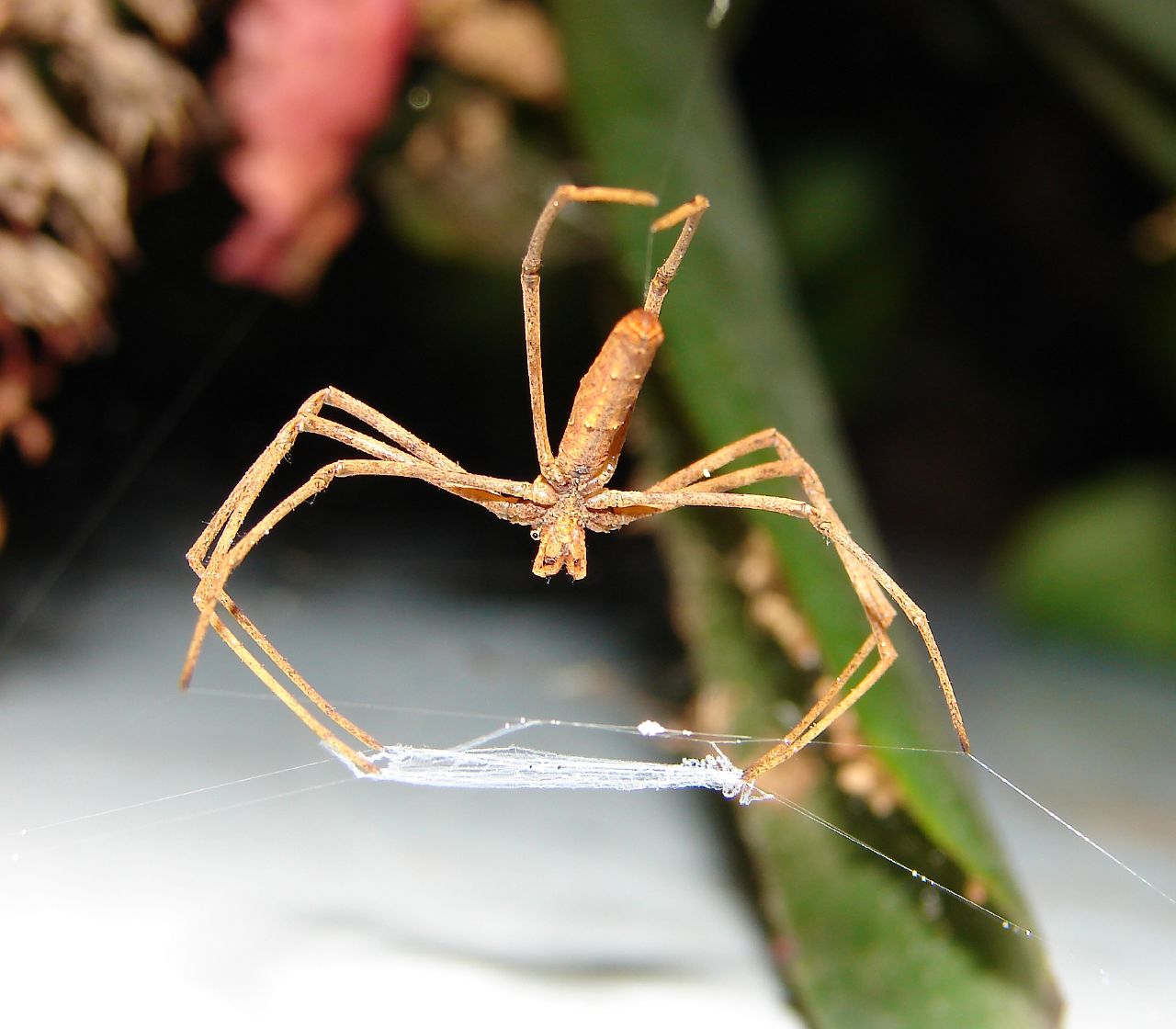 A net-casting spider, characterized by a web spread across its front legs
