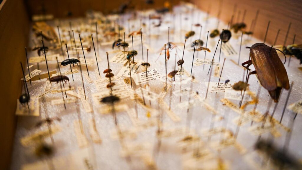 Close-up of preserved insects in a museum collection, showcasing various species on display pins.