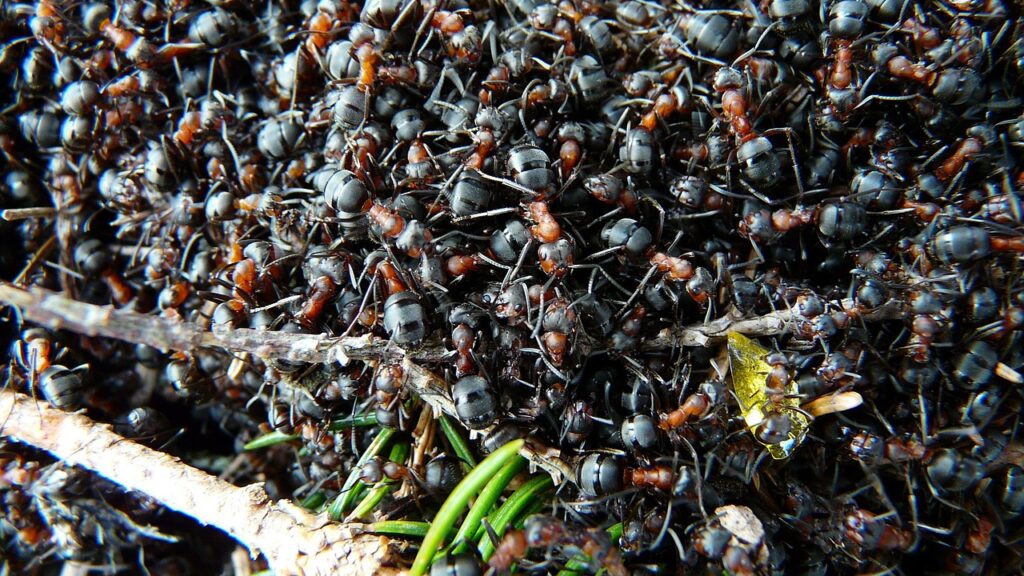 ants, wood ants, formica, red wood ant, formica rufa, formica polyctena, nature, animal, red, wood ant, wood ant colony, ants, ants, ants, ants, ants