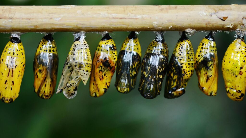 Close-up of vibrant yellow Monarch butterfly cocoons hanging on a twig, showcasing metamorphosis.