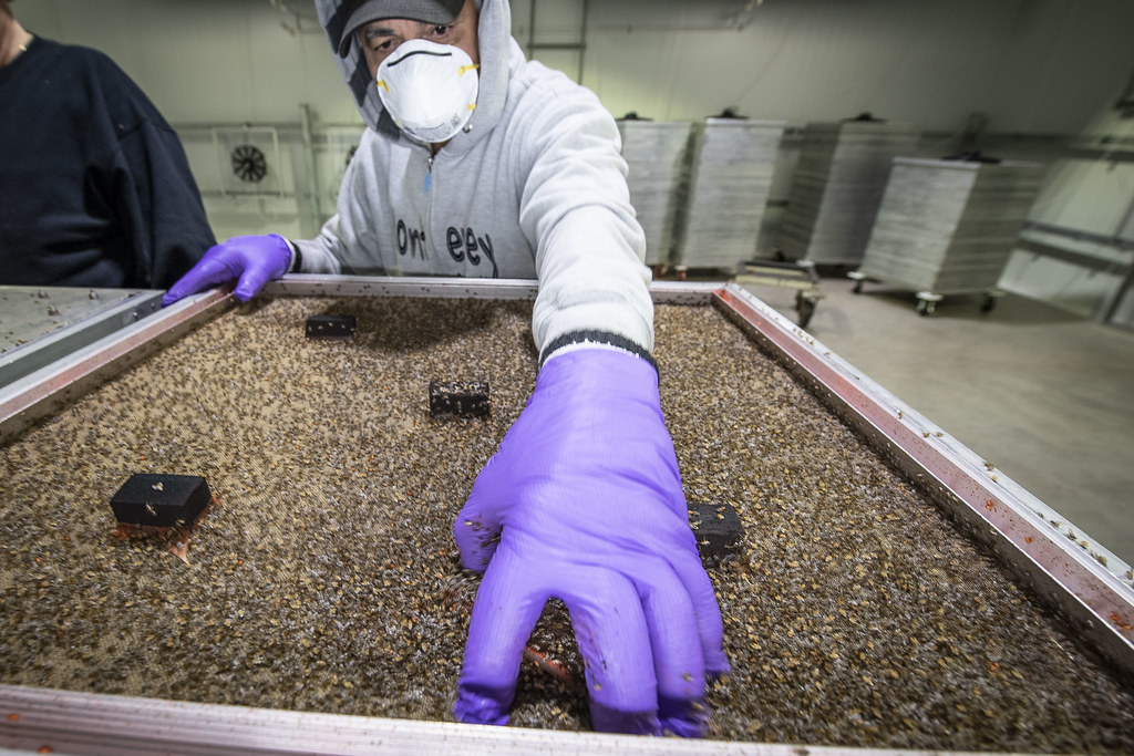 Genetically modified insects