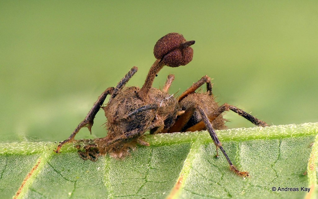Ant, Camponotus sp. with Entomopathogenic fungus, Ophiocordyceps camponoti-femorati