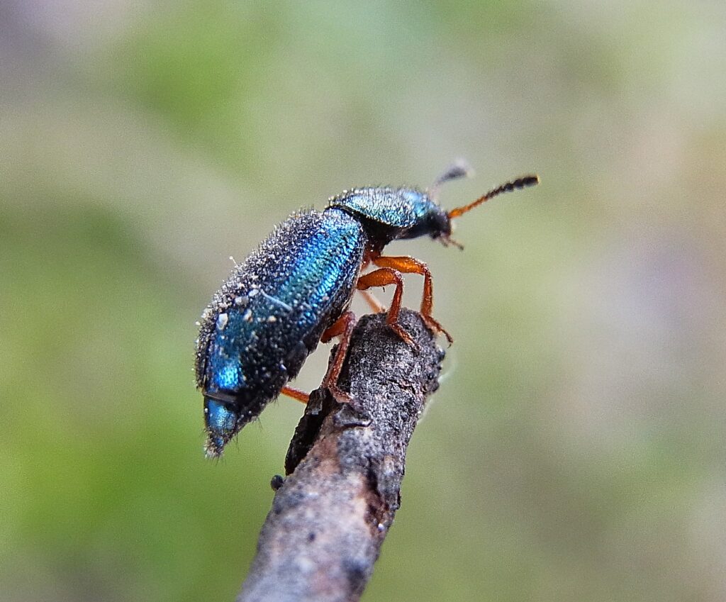 Necrobia rufipes side