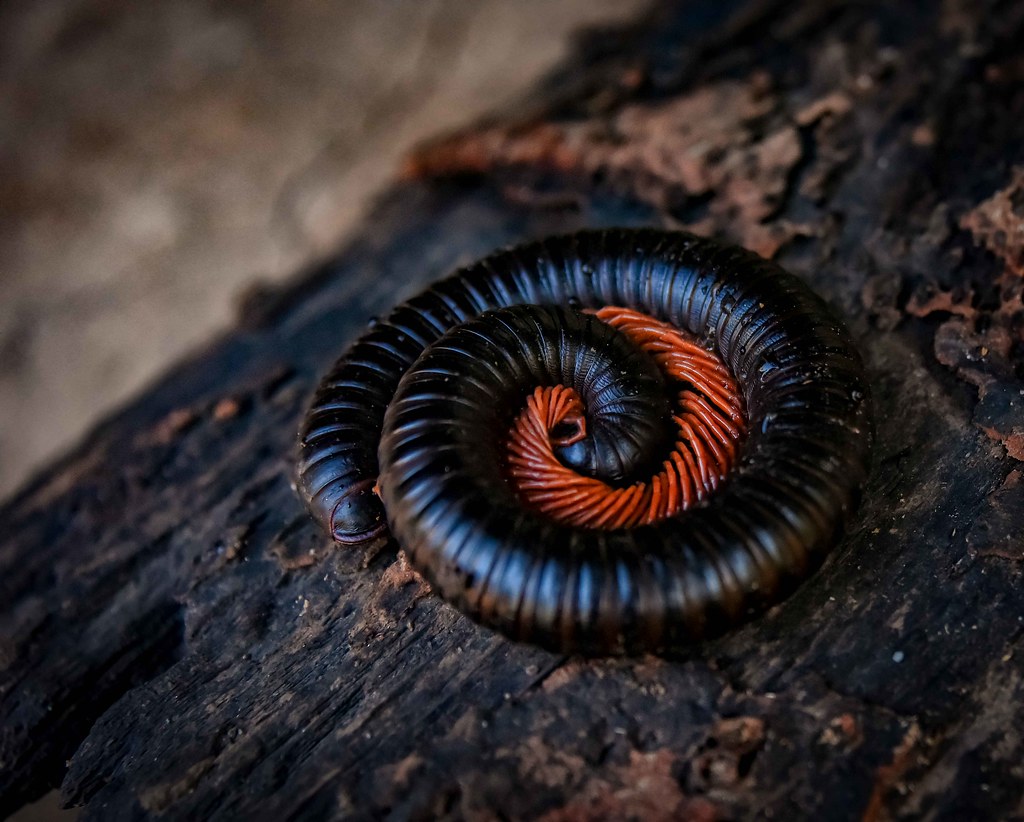 A black millipede on a wood trunk.