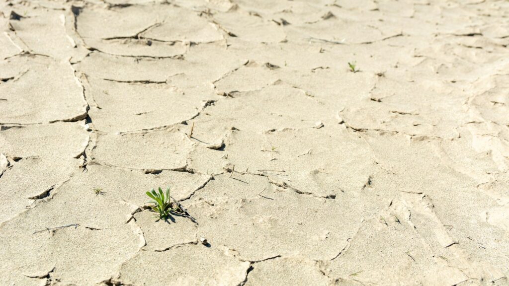 a small plant is growing in the middle of the desert