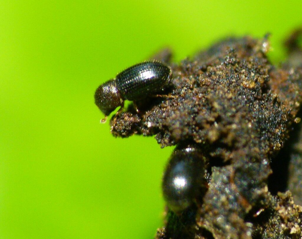 Your Morning Coffee's Tiny Stowaways