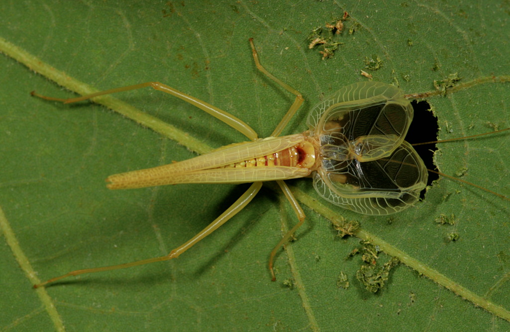 Two-spotted Tree Cricket singing