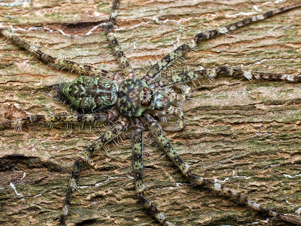 Lichen Huntsman Spider (Pandercetes sp.) on a tree bark