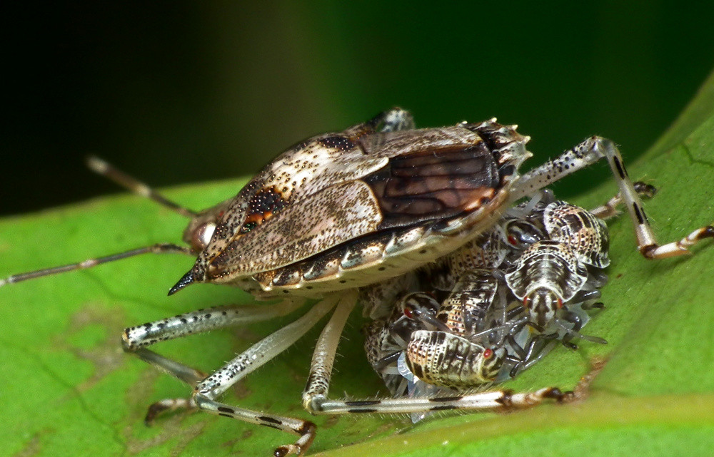 Shield bugs (Pentatomidae)