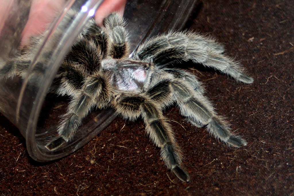 A grey tarantula entering a glass container.