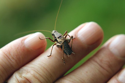 A cricket