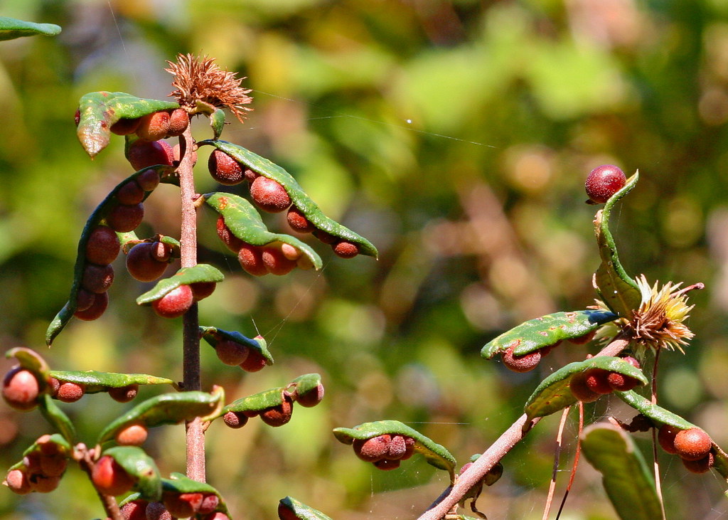 Galls on Sand Live Oak (Quercus geminata) due to Oak Gall Wasps (Belonocnema treatae, Cynipidae)
