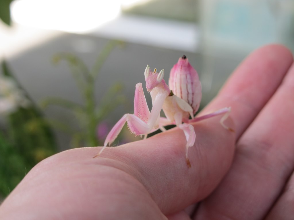 Hymenopus coronatus (Orchid Mantis), one of the top exotic insects in the world