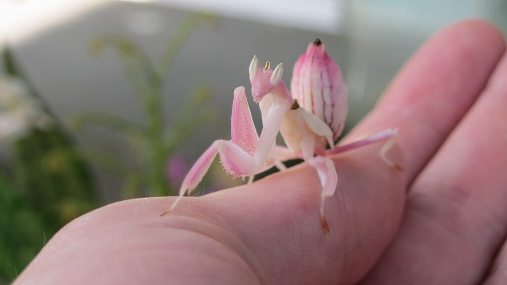 An Orchid Mantis on a human hand