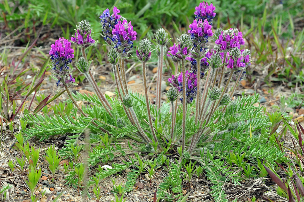 Fassett's Locoweed