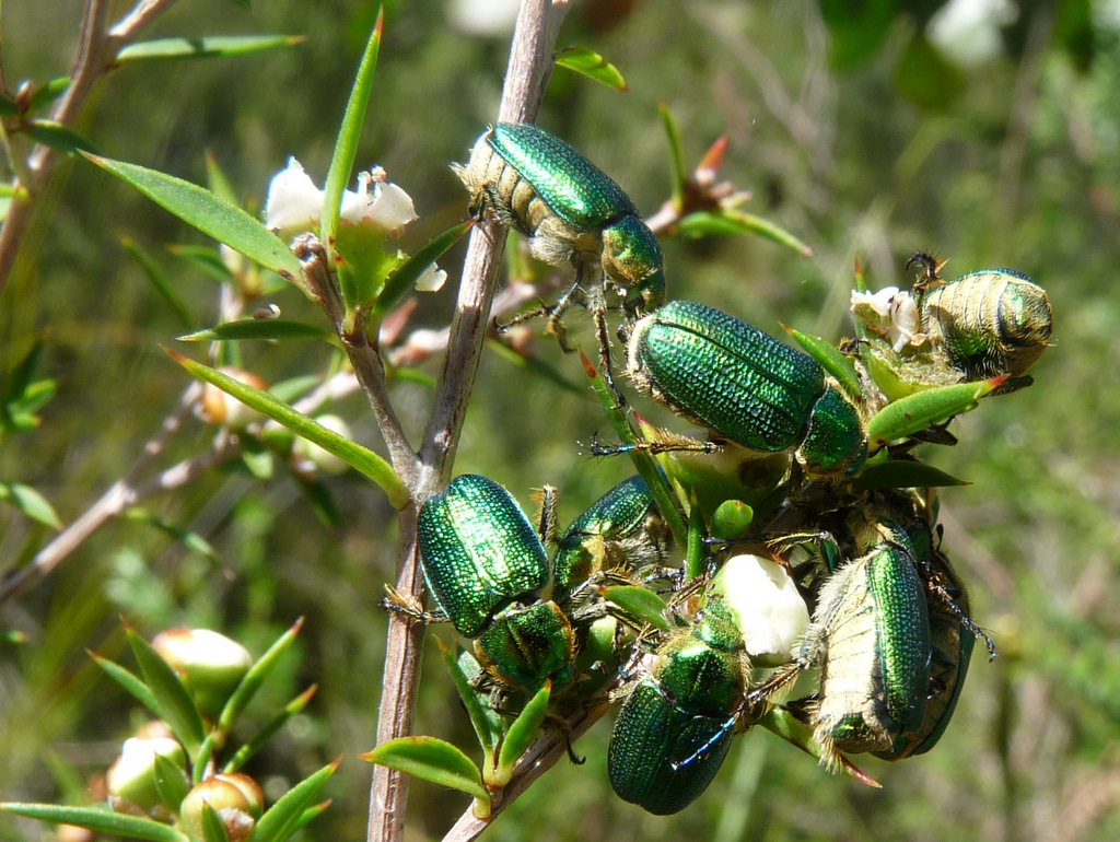 Scarab beetles on the plant