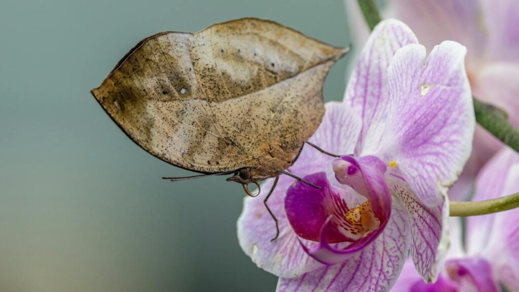 A leaf-mimic butterfly perched on a vibrant purple orchid, showcasing nature's camouflage.
