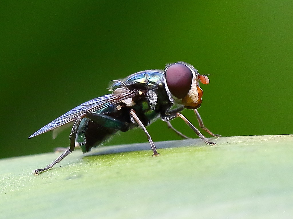 A fly resting on a flat surface