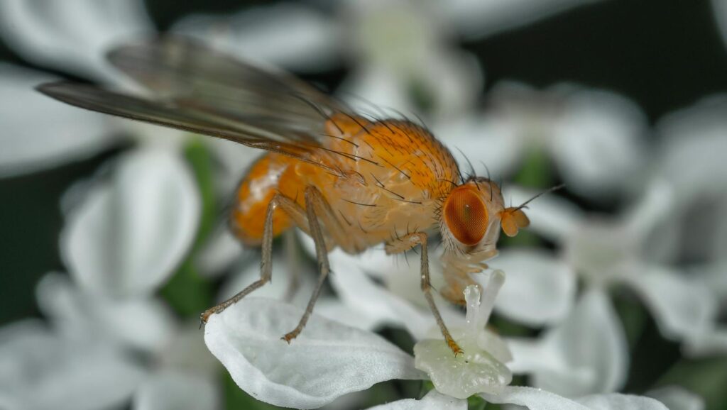 Detailed macro image of a fruit fly resting on white petals, showcasing intricate details.