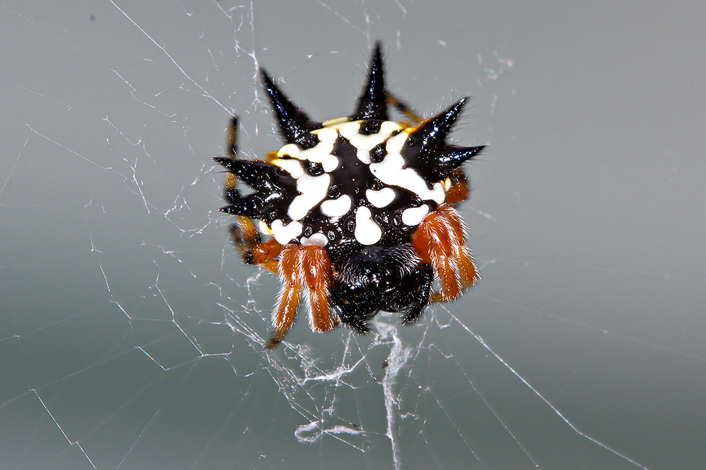 Jewel Spider (Austracantha minax)