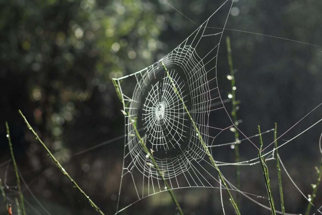 A beautifully intricate spider web adorned with dew drops, shimmering in the morning light.